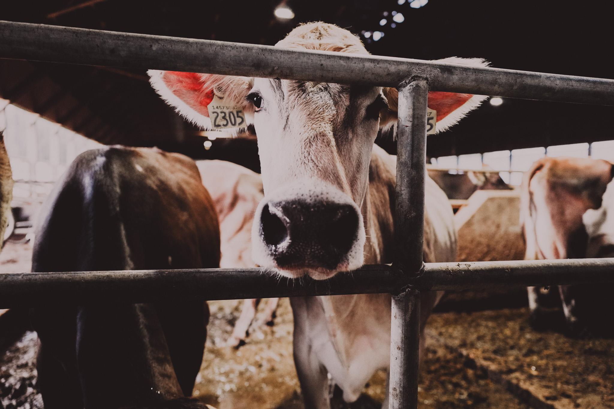 Canada's Strength - Trust & Integrity Canada's Strength - Trust & Integrity