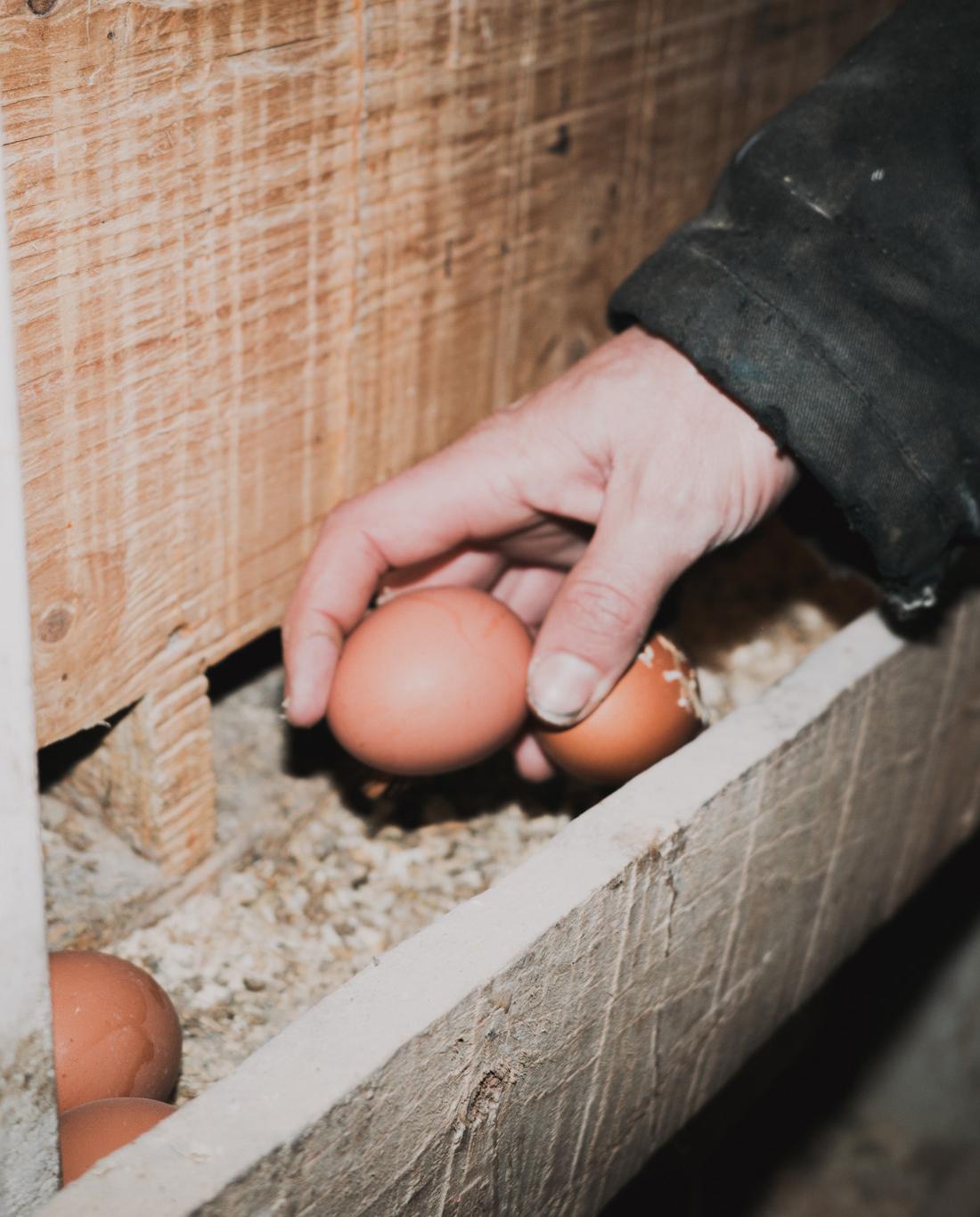 Trust & Integrity - Eggs Trust & Integrity - Eggs